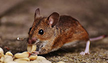 24 Hour & Emergency Exterminators in Leroy, ND